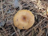 Clitocybe flaccida image