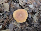 Clitocybe flaccida image