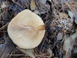 Clitocybe flaccida image