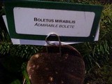 Boletellus mirabilis image