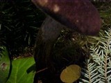 Boletellus mirabilis image