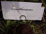 Coltricia cinnamomea image