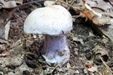 Cortinarius alboviolaceus image