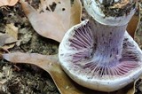 Cortinarius alboviolaceus image