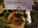 Cortinarius variiformis image