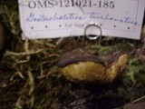 Gastroboletus turbinatus image