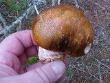 Tricholoma focale image