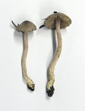 Inocybe fuscodisca image
