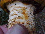Tricholoma focale image