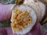 Tricholoma focale image