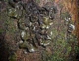 Leptogium hibernicum image