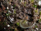 Leptogium hibernicum image