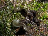 Leptogium hibernicum image