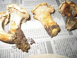 Cantharellus subalbidus image