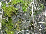 Peltigera lepidophora image