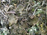 Peltigera lepidophora image