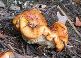 Tricholoma aurantium image