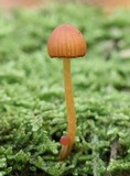 Galerina vittiformis image