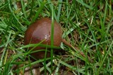 Panaeolina castaneifolia image