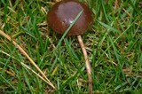 Panaeolina castaneifolia image