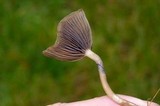 Psilocybe stuntzii image