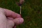 Psilocybe stuntzii image