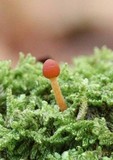 Galerina vittiformis image
