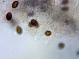 Panaeolina castaneifolia image