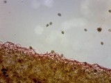 Panaeolina castaneifolia image