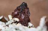 Exidia recisa image