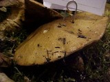 Suillus caerulescens image