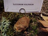 Leccinum vulpinum image