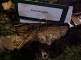 Suillus lakei image