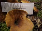 Royoporus badius image