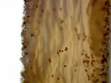 Panaeolina castaneifolia image