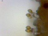 Panaeolina castaneifolia image