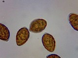 Panaeolina castaneifolia image