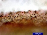 Panaeolina castaneifolia image