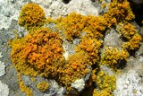 Xanthoria candelaria image