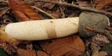 Phallus ravenelii image