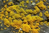Xanthoria candelaria image