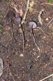 Psilocybe banderillensis image