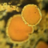 Xanthoria candelaria image