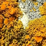 Xanthoria candelaria image