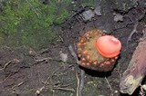 Calostoma cinnabarinum image