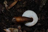Gyroporus castaneus image