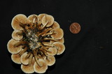 Pholiota terrestris image