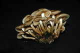Pholiota terrestris image