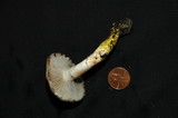 Gomphidius subroseus image