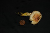 Gomphidius subroseus image